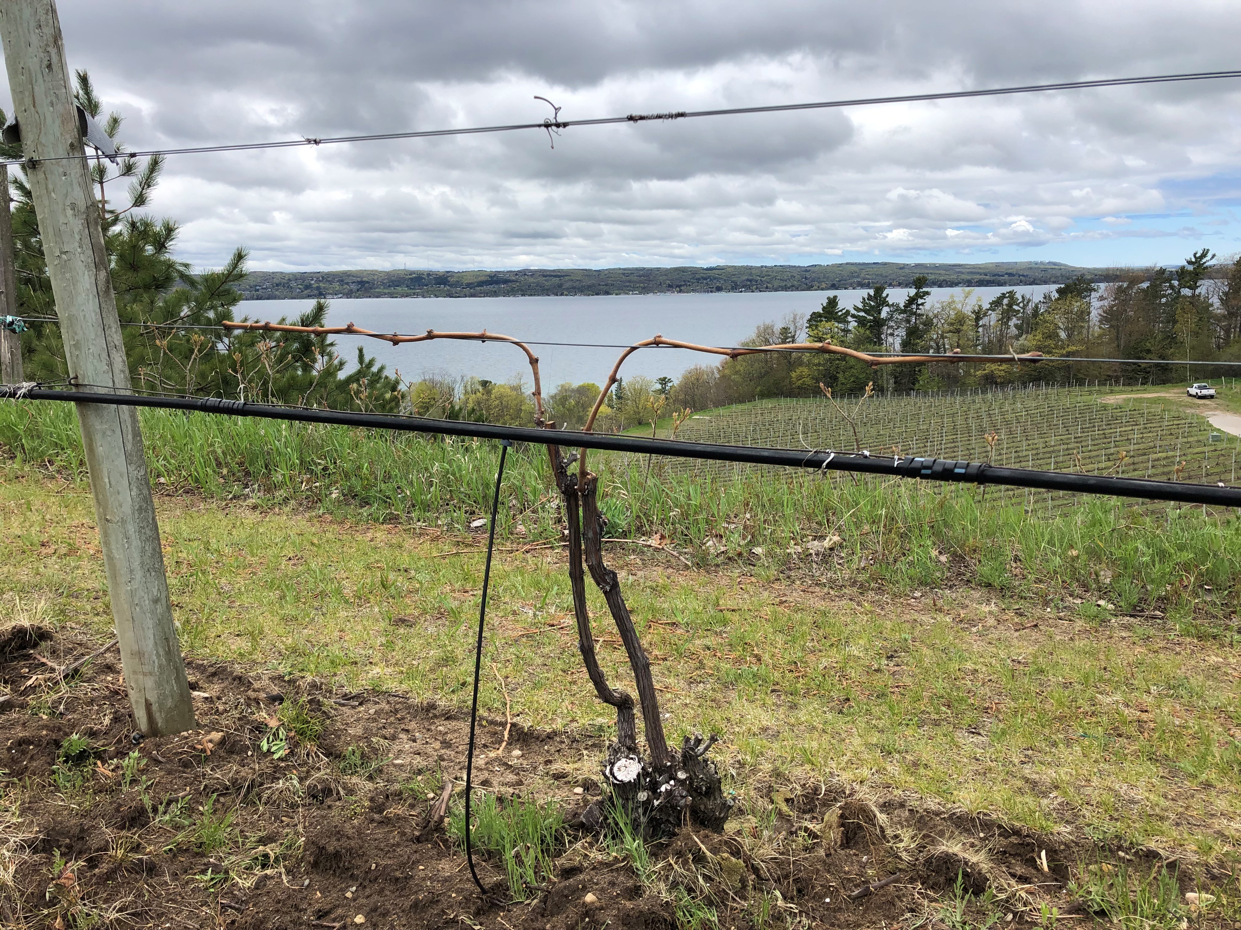 Merlot grapevine